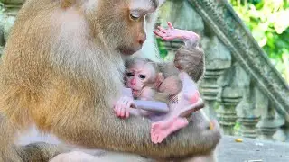 Oh Poor...Pedra Almost Cannot Standing Still Yet He Getting Shaking Body