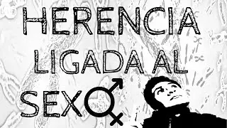 HERENCIA LIGADA SEXO DALTONISMO HEMOFILIA - HERENCIA RESTRICTA SEXO  HIPERTRICOSIS  AZOOSPERMIA