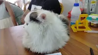 Vet Dr. Sofier,  Sylhet,  pulse pet & vet care, sylhet, 01521-425366, cat vaccine, cat vaccination
