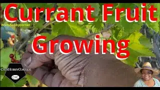 Growing Currant Berry Fruit   -  #catshobbycorner
