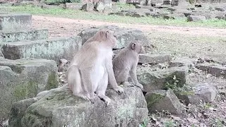 Monkey Janet Today