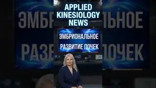 Эмбриональное развитие почек -  краткие новости ПК
