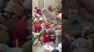 Unbox a retired #jellycat with me #jellycatcollection #jellycats #unboxing