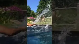 Animalsdt  small white dog outside pool gets splashed