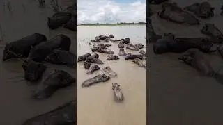 viral pig in river water #shorts