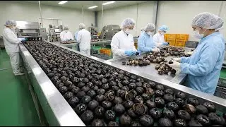 🫒 Inside the Black Garlic Factory &ndash; Fermented Superfood Creation
