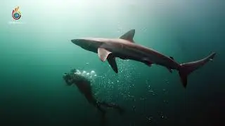 The Sardine Run in South Africa - DiveAssure