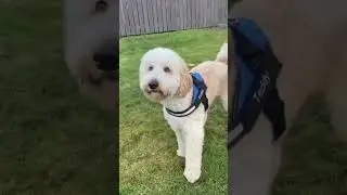 Transform Your Dog Walks With Our No Pull Personalized Dog Harness