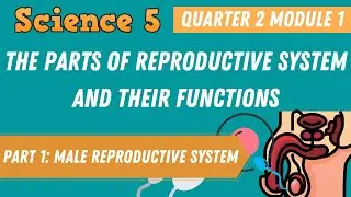 DESCRIBE THE PARTS OF THE REPRODUCTIVE SYSTEM AND THEIR FUNCTIONS | MALE REPRODUCTIVE SYSTEM