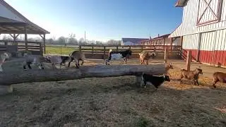 Baby Nigerian Dwarf Goats Running and Jumping!