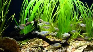 Korean river biotope aquarium