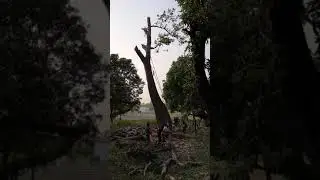 #Indian village style of tree cutting 👌👌👌👌