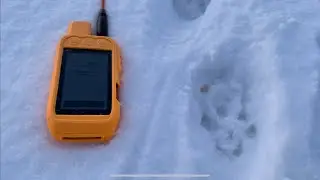 You can&rsquo;t catch them all!!! Utah Bobcat Hunt with Hounds