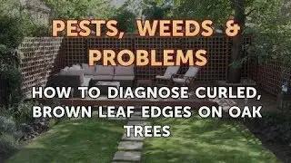 How to Diagnose Curled, Brown Leaf Edges on Oak Trees