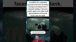 Lonely Sunfish Got Happy Again Thanks to Fake Humans 🐟