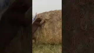 Happy Dog Reaper #chessie #chessielife #jump #climbing #awesome #super #getup #haybale