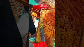 Pure Natural Honey Harvest Straight from the Hive