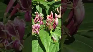 Tiny Woodland Garden Bees on Honeysuckle 20-6-24