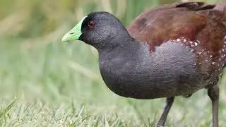 Tag&uuml;ita (Porphyriops melanops)