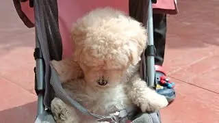 Meet Biggles