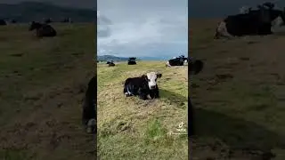 Bray to Greystones hike