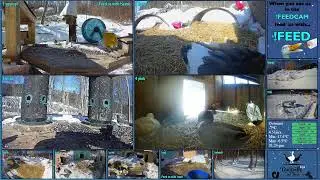 FREE DAILY FEED - Relax with ducks, goats, pups, squirrels, bunnies and other animals!