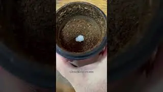 Moedor de caf&eacute; - Bialetti