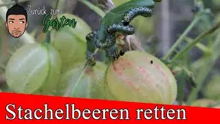 Stachelbeeren vorm Kahlfraß retten - der Schädling die Stachelbeerblattwespe