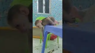 Monkey baby loves to sit on the table #shorts