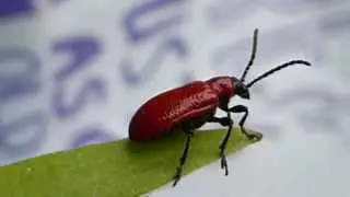 Lilioceris lilii - Red beetle  - Mating pair - Liljubj&ouml;llur - Rau&eth;ar bj&ouml;llur - Meind&yacute;r - Skord&yacute;r