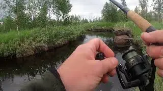 En vrång gädda lurar nog i vassen ! Alla småfirrar trängs i en vik !