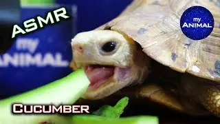 ASMR MUKBANG EATING CUCUMBER 🐢 Turtle Tortoise 3