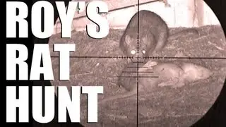 Fieldsports Britain &mdash; крысиная охота Роя