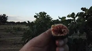 Saint Rita Fig