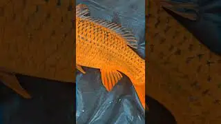 #fishing #golden #goldenmahseer #rohu