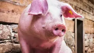 USDA vs Animal Welfare