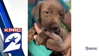 Houston&rsquo;s Stray Population Grows Amid Pet Month