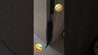 #france #cat #funny