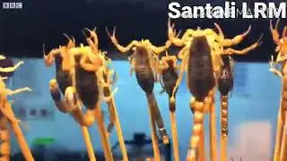 Cornawaires SANTALI disnat murmu