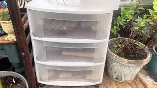 Growing mealworms at home #chickentreats #mealworms #mealwormfarm #darkling beetles
