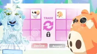 Going from Shih Tzu To Cabbit|Drama|Gone Wrong