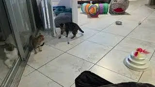 Custom- Rescued tabby ready for pre-adoption in Cape Coral, FL