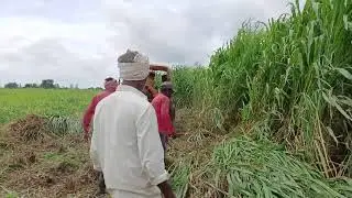 Grass fodder reaper