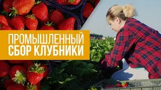 Промышленный сбор клубники | ООО 