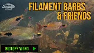 Filaments Barbs & Friends | Aquarium Fish Biotope Video