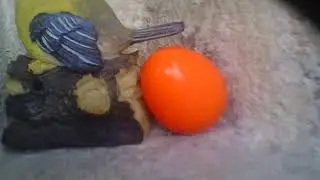 patapof 1 piste l'oeufet le piaf
