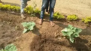 School kitchen garden.