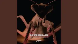 Black Mantis