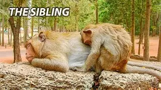 Polino sleeps next to brother Sweetpea after he cries & scared/2 brothers of siblings sleep together