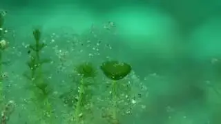 ホソエガサAcetabularia calicus Lamouroux.10
